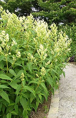 Bold Perennials