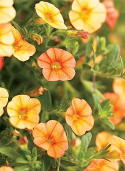 Dreamsicle Calibrachoa hybrid