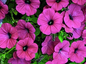 Petunias - purple wave