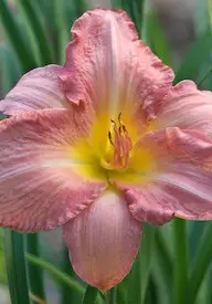 daylily planting and care