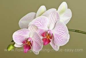 Orchids