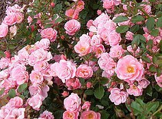 Rose gardening