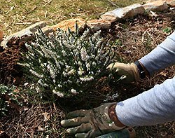 Planting perennials