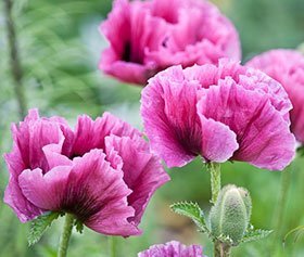 Oriental poppies