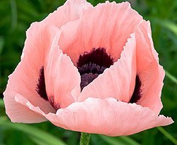 oriental poppies