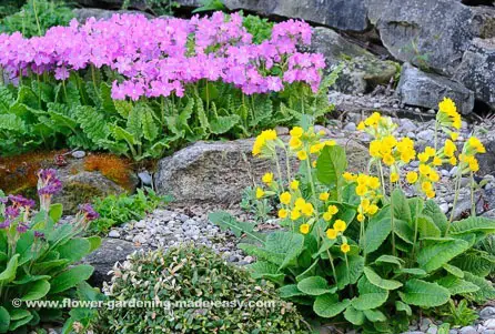 Primroses