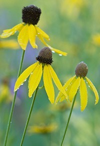 wildflower plants ratibida