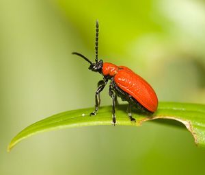 red lily beetle