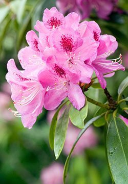 Growing Rhododendrons