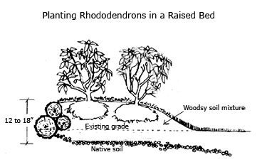 Growing rhododendrons