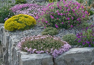 rock gardening tips