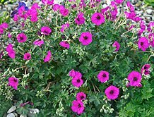 Perennial geraniums