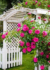 Rose gardening