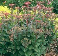foliage perennials