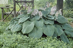 Shade garden soil