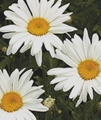 Shasta daisy