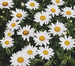 Shasta daisy