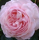 David Austin Roses