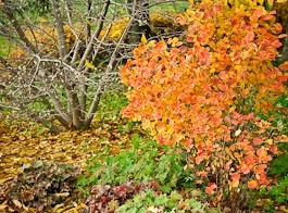 trees and shrubs - Fothergilla