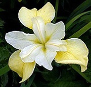 easy-care perennial Siberian iris