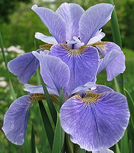 Siberian iris