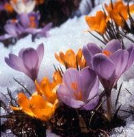 crocuses