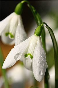 snowdrops