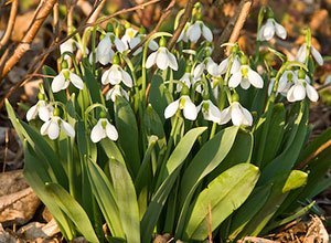 snowdrops