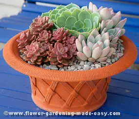 Succulents in containers