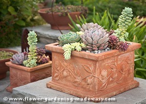 Succulents in containers