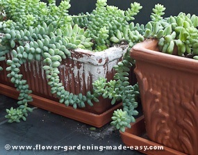 Succulents in containers