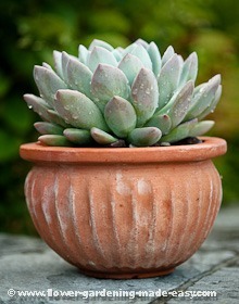 Succulents in containers