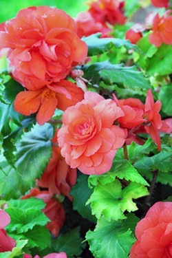 begonia