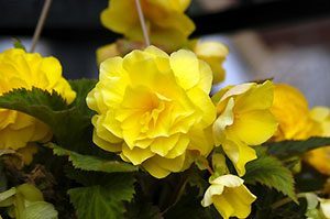 begonia