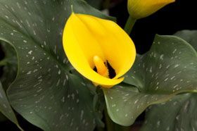 calla lily