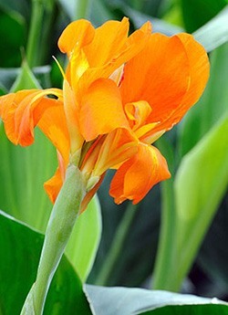 canna lily