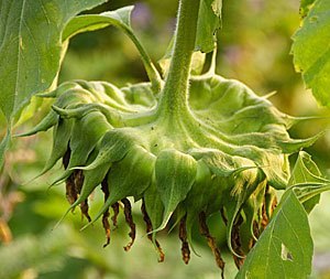 how to harvest sunflower seeds