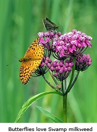 Perennials for wet spots