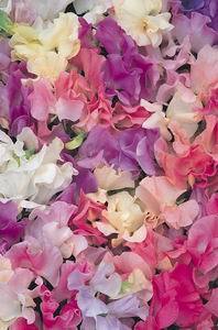 sweet peas