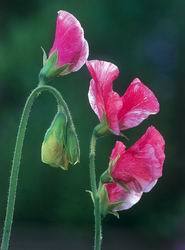 sweet peas