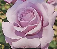 Iceberg rose - rose care