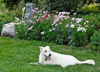 dogs and gardens