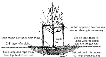 How to plant a tree