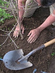 How to plant a tree