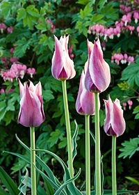 Spring bulbs
