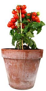 Vegetables in containers