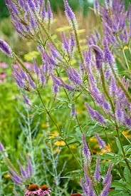 fall flowers