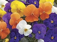 Annuals from seed -viola