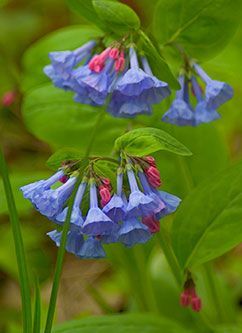 Virginia bluebells