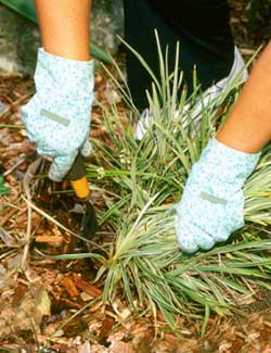 controlling weeds